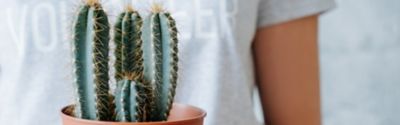 How to repot a cactus without hurting yourself