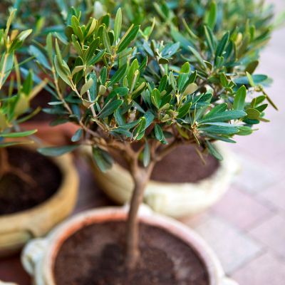 All You Care | Olivenbaum richtig gieen