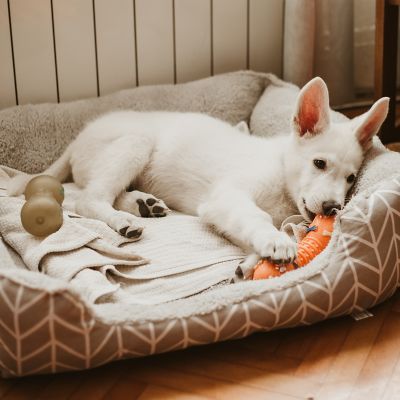 Washing inside of outlet dog bed