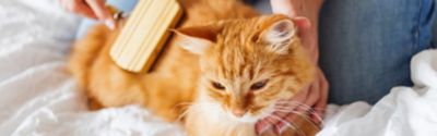 The best cat grooming tips