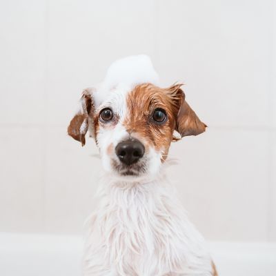 Kąpany szczeniak Jack Russell Terrier