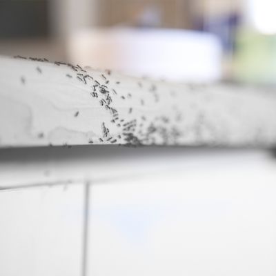beistelltische dunkelbraun Sofa Maganda in Eiche furniert Pharao24 Kranz mit Zapfen
