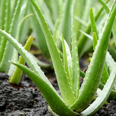 Jak dba o aloes? | Ask Team Clean