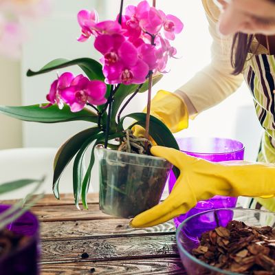 Tipps zur Orchideenpflege Frag Team Clean
