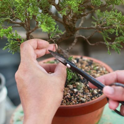 Drzewko bonsai do ogrodu i domu  jak dba? | Ask Team Clean