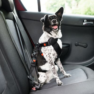 Wunderbar Hundegeruch Aus Auto Entfernen Bilder