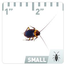 Brown Banded Cockroach | Pest Identification | Combat Bugs