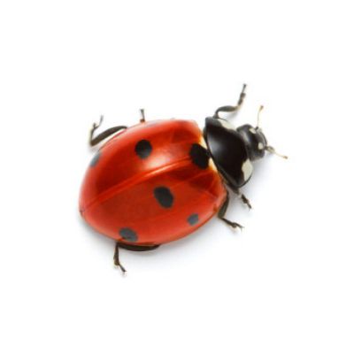 Pest Identification Guide For Lady Bugs In NY & CT