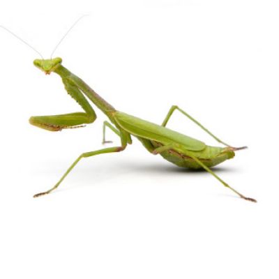 Praying Mantises | Pest Identification | Combat Bugs