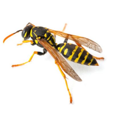 Wasps - Pest Identification | Combat Bugs