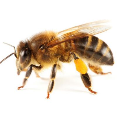 honey bee 値下げしました！¥12000→¥7900 ソフトバンク、スマートフォン「HONEY BEE 101K」を1/27に発売