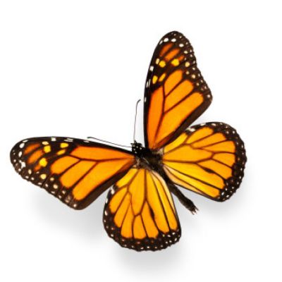 Butterflies | Pest Identification | Combat Bugs