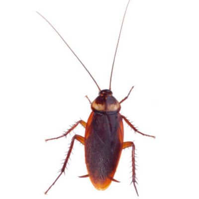 Cockroaches | Pest Identification | Combat Bugs