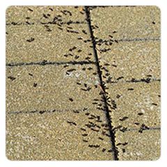 Why Do Ants Swarm in Sidewalk Cracks | Combat Bugs