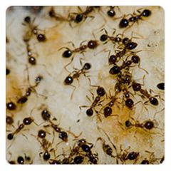 Argentine Ants | Ant Identifier | Combat Bugs