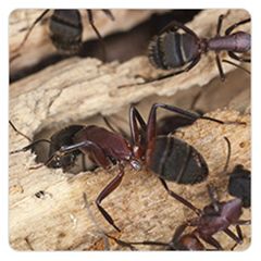 Get Effective Carpenter Ant Control with Combat | Combat Bugs