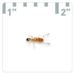 Pharoah Ant - Pest Identification | Combat Bugs