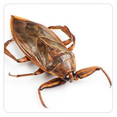 The Differences Between Roaches and Waterbugs | Combat Bugs