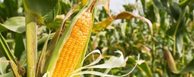 Close-up van een maiskorrel op een maiskolf, die nog altijd aan de plant vastzit en dus nog niet is geoogst