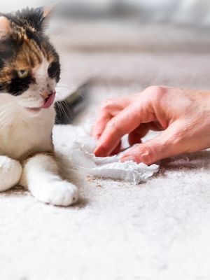 Katzenurin und Gerüche, katze beobachtet hand mit tuch beim  entfernen von katzenurin auf  teppich