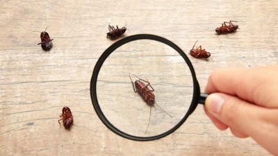Como identificar insetos na sua casa e se livrar deles como um profissional