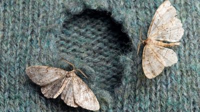 Pantry Moth vs. Clothes Moth: 9 Key Differences - A-Z Animals