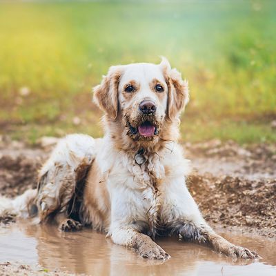 Wie du Haus und Hund sauber halten kannst | Frag Team Clean