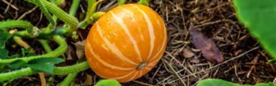 How to plant a pumpkin in your garden