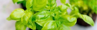 How Often to Water Basil