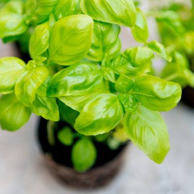 How Often to Water Basil Ask Team Clean