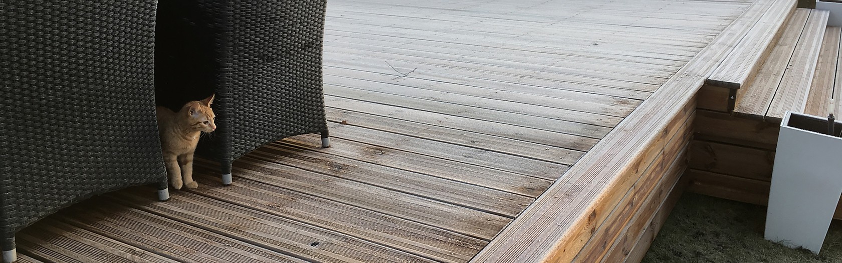 Holzwurm Erkennen Und Bekampfen Frag Team Clean