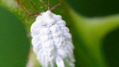 All You Care | Schildluse: So wirst du sie schnell los