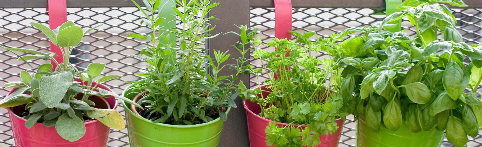 Obst, Gemüse und Kräuter Wie auf dem Balkon anpflanzen?