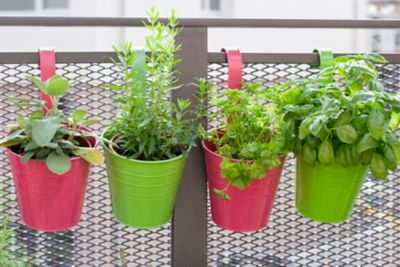 Obst, Gemüse und Kräuter Wie auf dem Balkon anpflanzen? Frag Team Clean