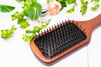 bananenpflanzen umtopfen Bananenstaude Musa kaufen | 80 cm
