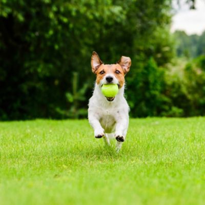 Hundehaufen im Garten? Frag Team Clean