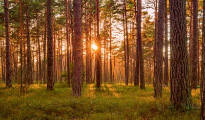 ФАКТУРА ДЕРЕВА