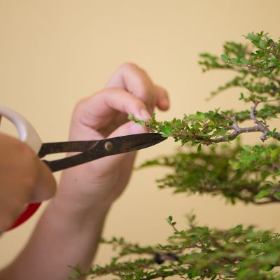 How to prune and take care of houseplants