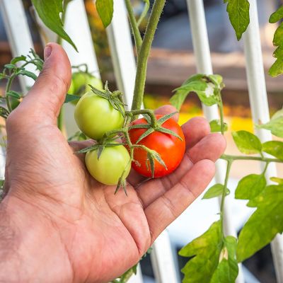 Kräuter und Gemüse auf deinem Balkon anbauen. Kirschtomaten