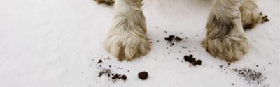 brudne psie łapy na białym zabłoconym dywanie