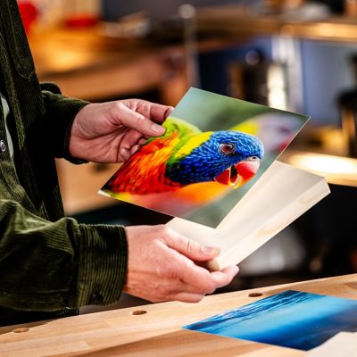 Uma mão segurando uma foto de um pássaro colorido e a outra um bloco de madeira do tamanho da foto.