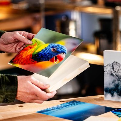 A hand holds a photo of a parrot in front of a wooden frame.