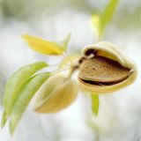 Λεξικό των συστατικών των προϊόντων περιποίησης μαλλιών