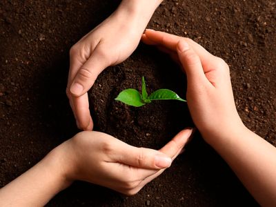 Hands forming a circle around newly sprouted plant