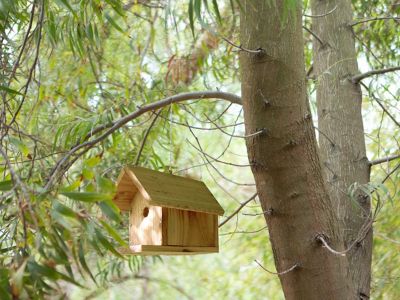 Plan de cabane pour oiseaux : un abri facile à réaliser