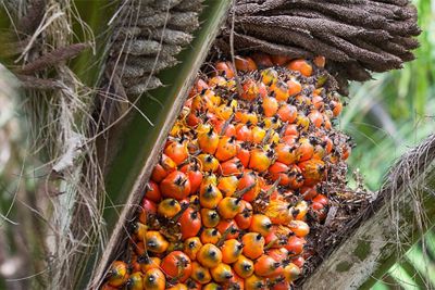 Fotka palmového jádra