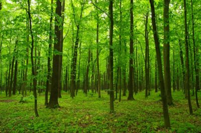 汉高建材粘合剂获得USDA生物基认证 ，可持续性再获认可