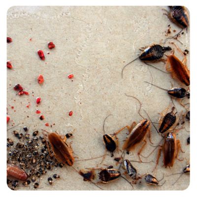 When Is Cockroach Season? | Combat Bugs