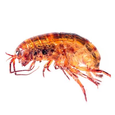 Lawn Shrimp - Pest Identification | Combat Bugs