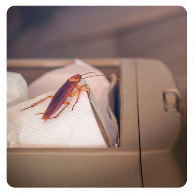 How Do You Get Roaches Out of Your Car | Combat Bugs